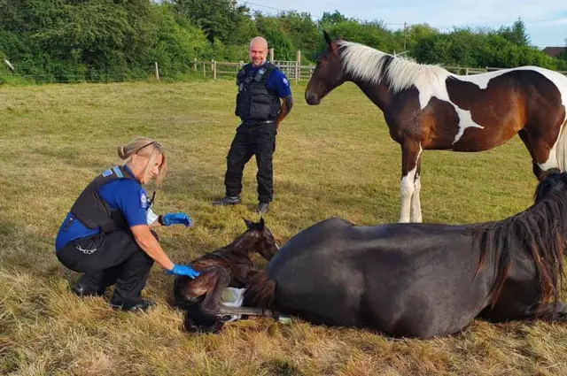 Horse gives birth