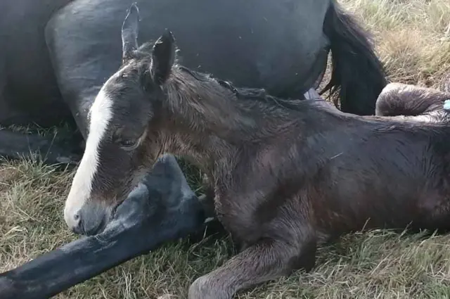 Horse gives birth