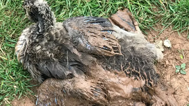 Gosling after being rescued