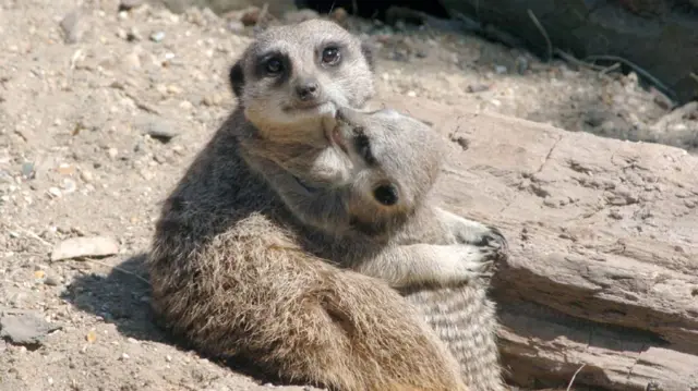 Meerkats at Drusillas