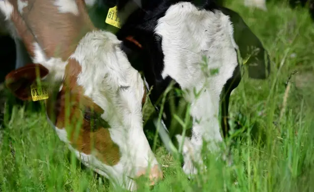 File photo. Cows graze on a meadow in Dissen, western Germany