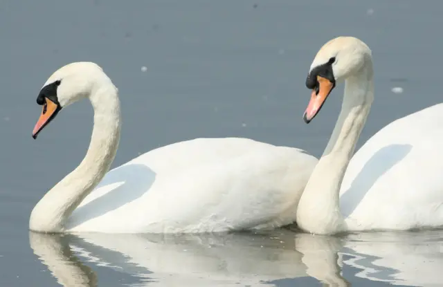 Two generic swans