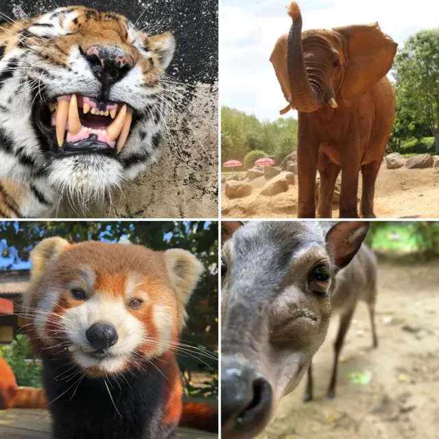 Zoo animals