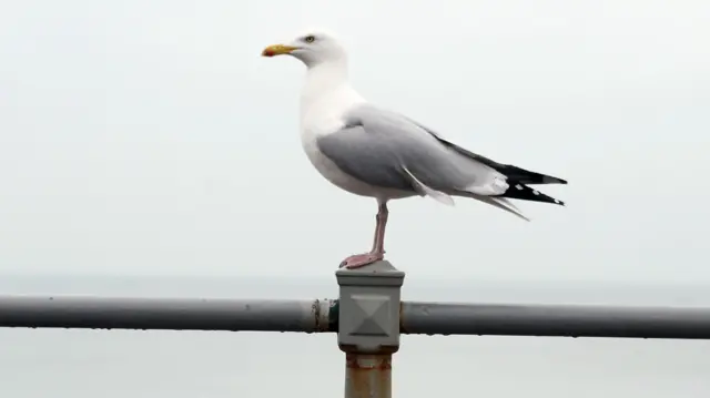 A seagull