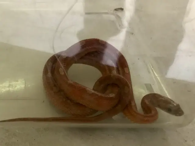 Corn snake