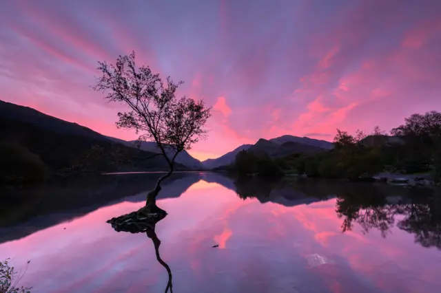 Lonely tree in red sunset at Llyn Padarn, Llanberis, Gwynedd