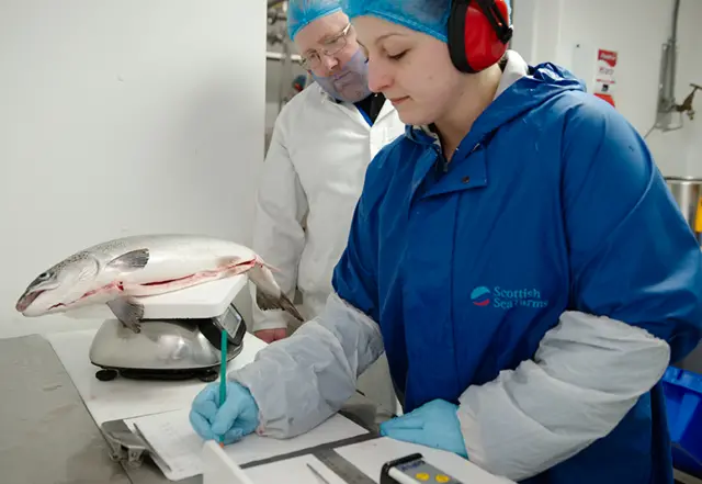 Processing at Scottish Sea Farms