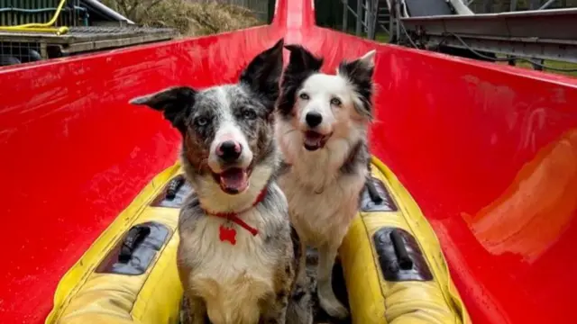 Dogs at water slide