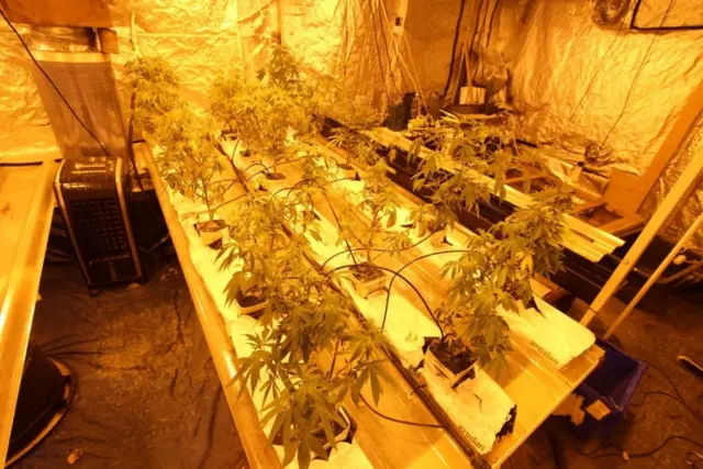 Cannabis plants being grown at a farm