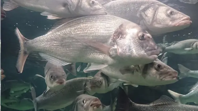 Fish at Anglesey Sea Zoo