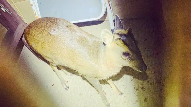 Muntjac deer