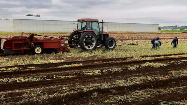 Mexican labourers plant crops