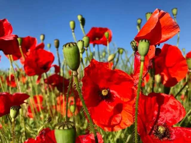 Poppies