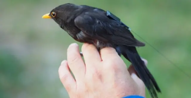 A bird is tracked