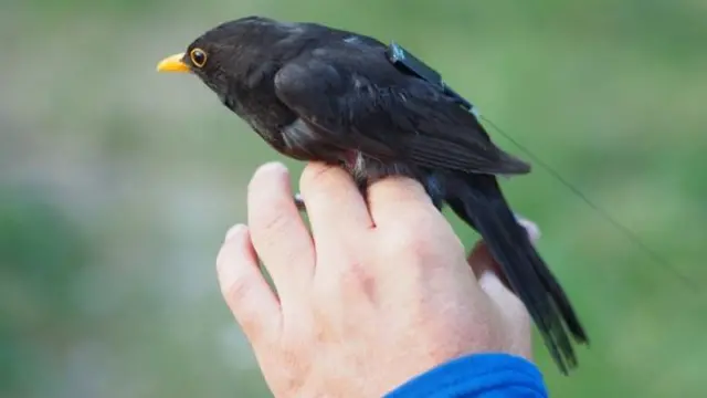 Bird