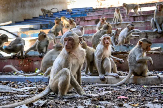 Longtail macaques sit in an abandoned building in the town of Lopburi