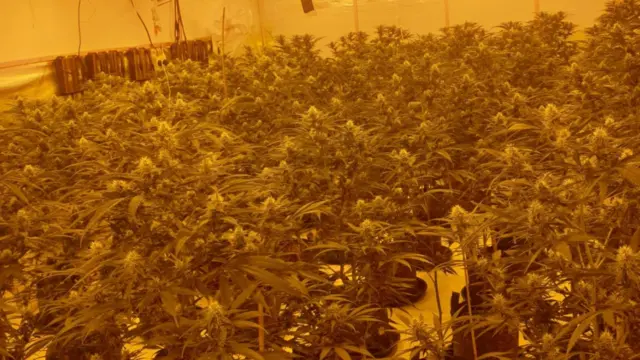 Cannabis factory