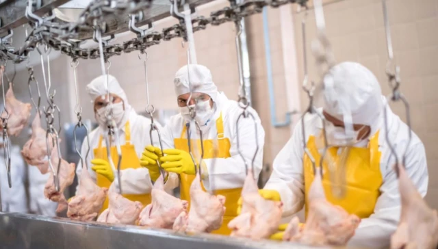 A chicken meat processing plant