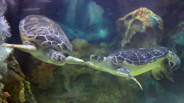 Two sea turtles