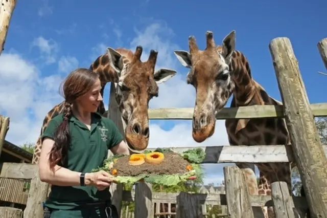 Giraffes at Blair Drummond Safari Park