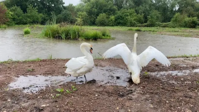 Swans