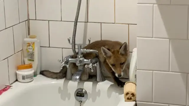 Fox in a bathroom