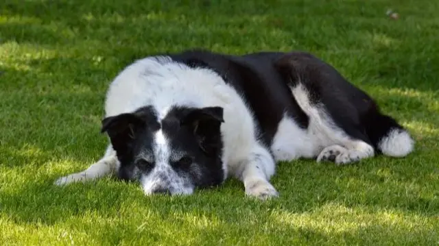 Dog in the shade in Southam