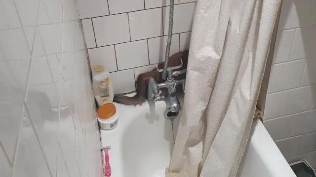 Fox in bathroom