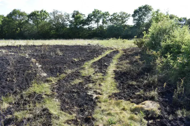 Fire-damaged grassland and Roding Valley Meadows