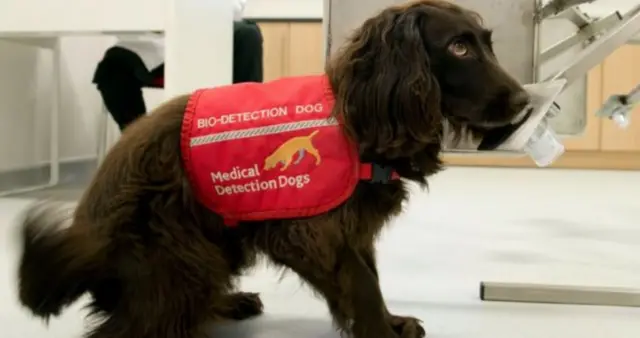 Dogs are being trained to sniff out early signs of Covid-19