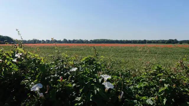 Poppies in the field at Gate Helmsley