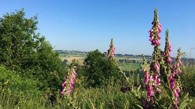 Foxgloves above Rivelin Valley