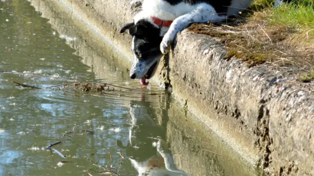 Dog taking a drink