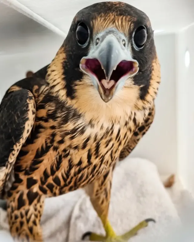 Peregrine falcon