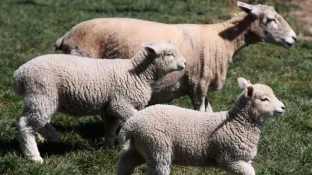 Sheep in field