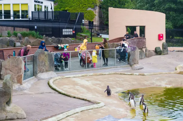 Penguins social distance with visitors returning to Edinburgh Zoo