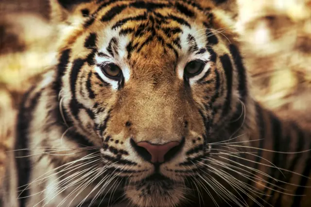 A bengal tiger (Panthera tigris tigris) is seen at the zoo in Culiacan, Sinaloa state, Mexico, on May 26, 2020.