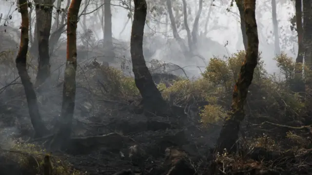 A charred woodland