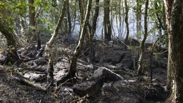 A charred woodland