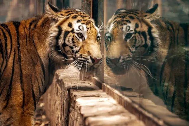 A bengal tiger (Panthera tigris tigris) is seen at the zoo in Culiacan, Sinaloa state, Mexico, on May 26, 2020. -