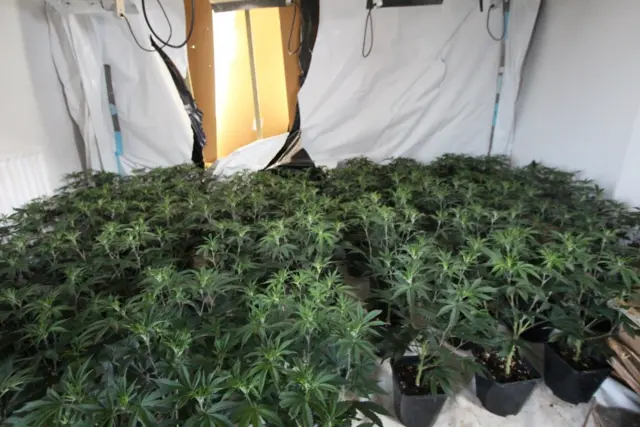 Plants seized by police