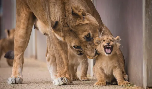 Lioness and cub