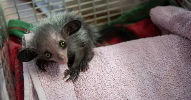 Aye-aye at Jersey Zoo