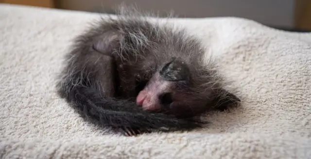 Aye-aye at Jersey Zoo