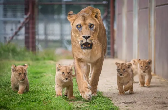 Cubs with lioness