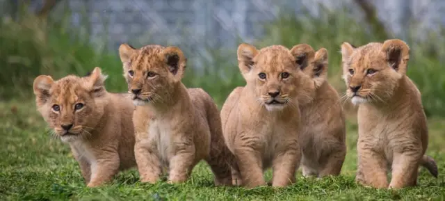 Pride of lion cubs