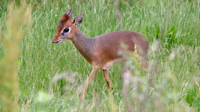 The dik diks