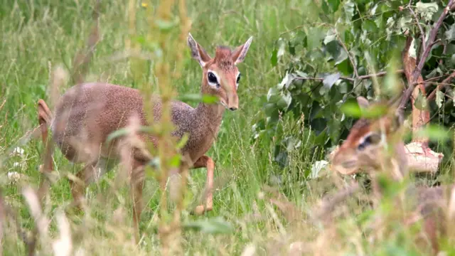 The dik diks