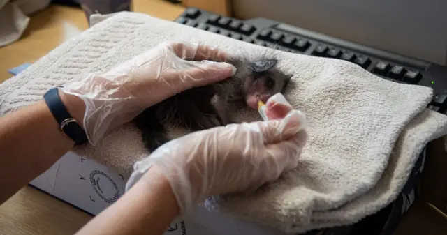 Aye-aye at Jersey Zoo