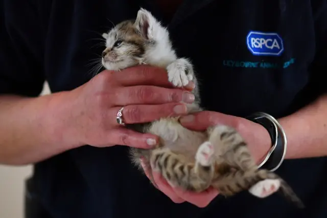 RSPCA helping kitten